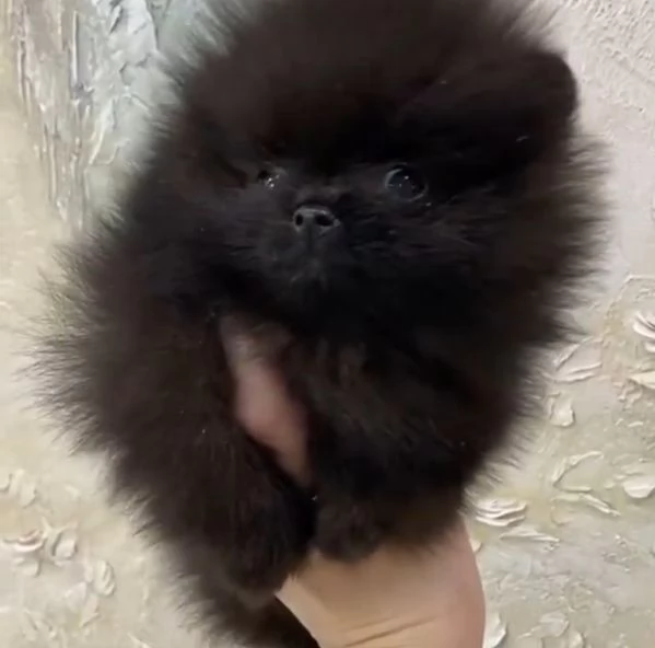 Pomeranian mini toy maschio e femmina  | Foto 2