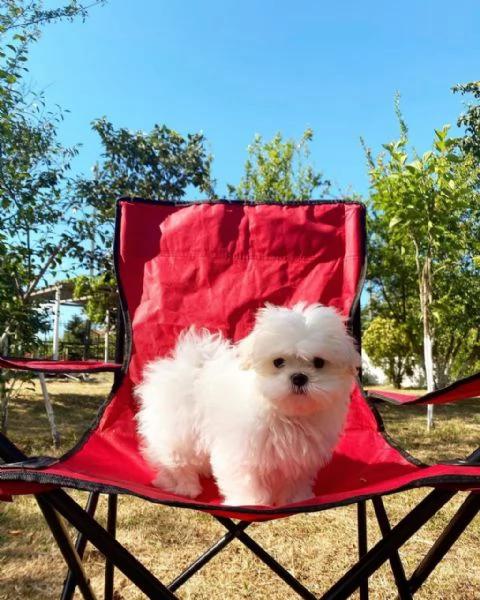 Maltese mini toy maschio e femmina  | Foto 6