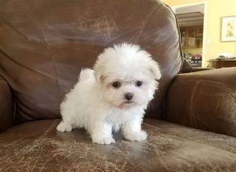 Maltese mini toy maschio e femmina  | Foto 3