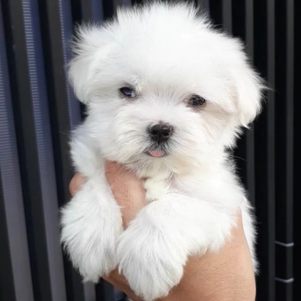 Maltese mini toy maschio e femmina  | Foto 2