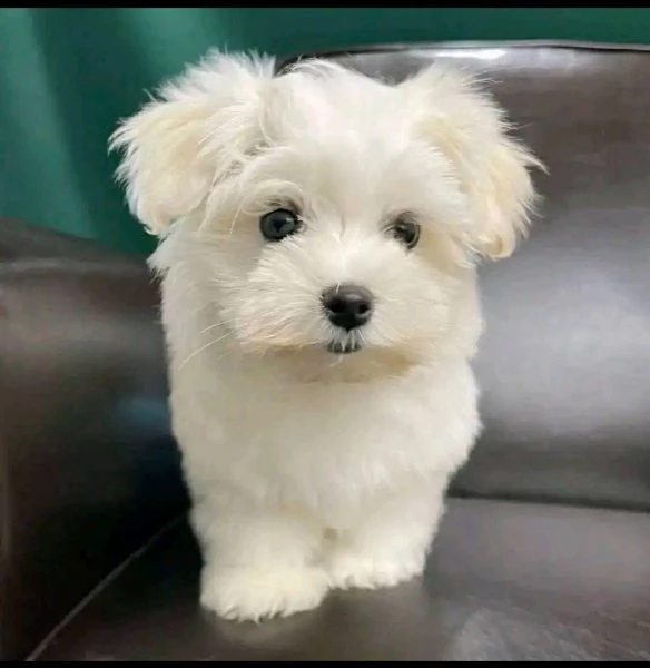 Maltese mini toy maschio e femmina  | Foto 1