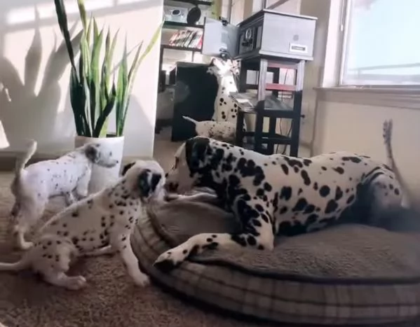 Cucciolo Dalmata  