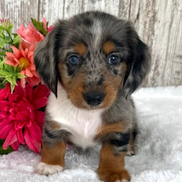 Bassotto nana maschio e femmina 