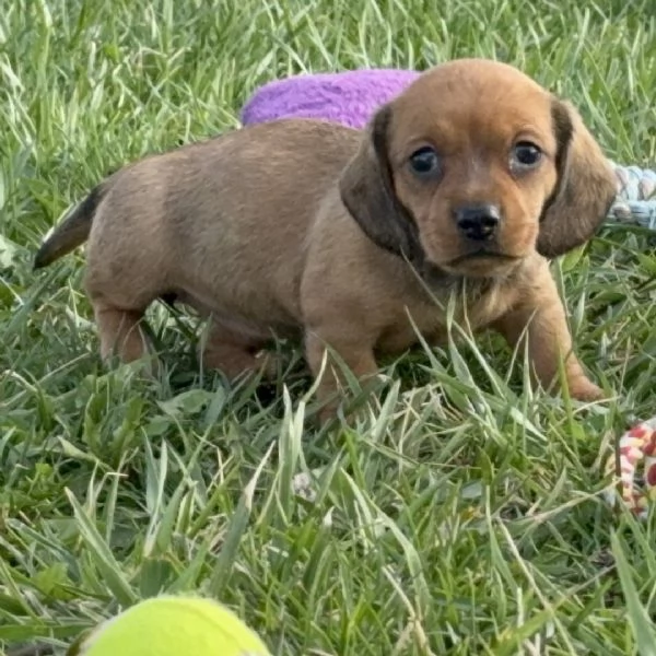 Bassotto nana maschio e femmina  | Foto 3