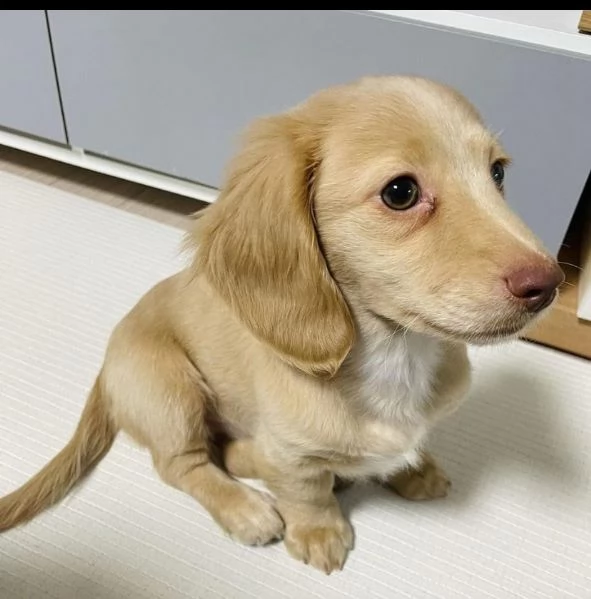 Bassotto nana maschio e femmina  | Foto 1