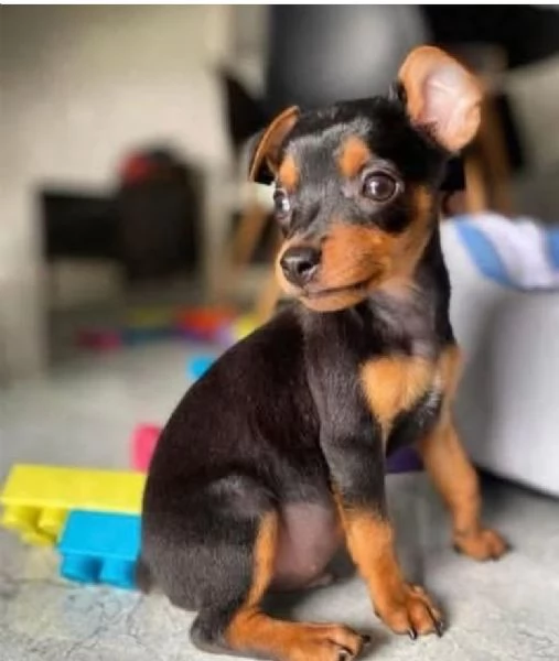 REGALO PINCHERS TAGLIA PICCOLO FEMMINA E MASCHIO  | Foto 1