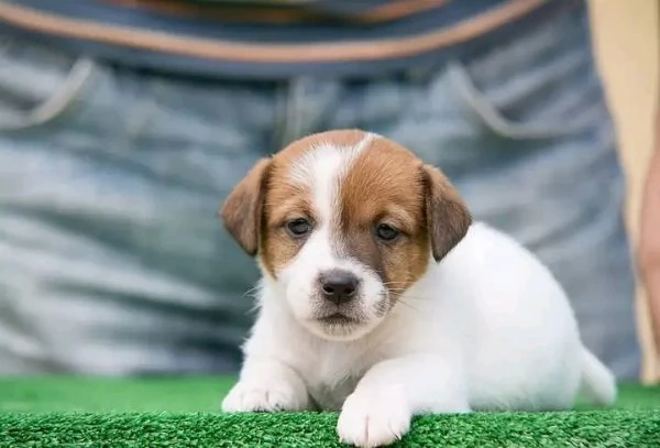 REGALO Jack Russell MASCHIO E FEMMINA | Foto 0