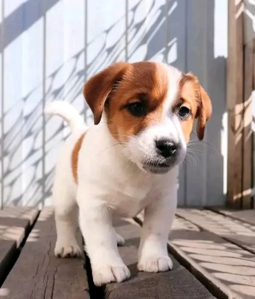 REGALO Jack Russell MASCHIO E FEMMINA