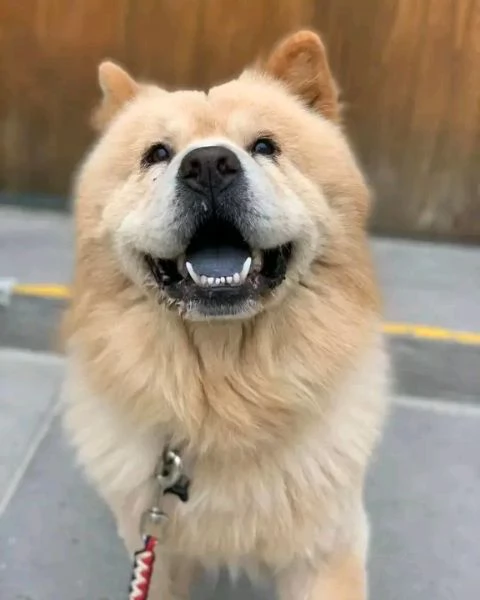Bellissima maschio e  femminuccia di Chowchow disponibile | Foto 0