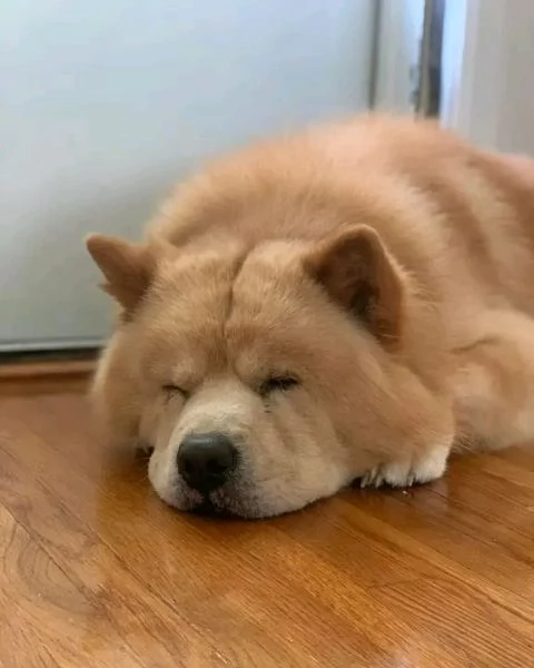 Bellissima maschio e  femminuccia di Chowchow disponibile
