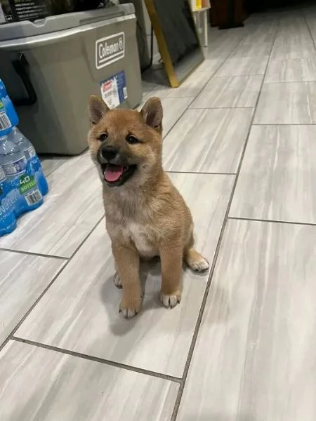 REGALO Shiba Inu MASCHIO E FEMMINA