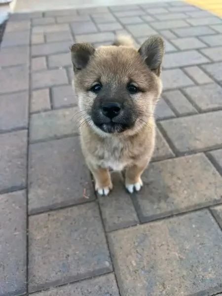 REGALO Shiba Inu MASCHIO E FEMMINA | Foto 0