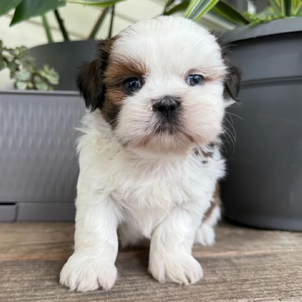 CUCCIOLO SHITZU TOY 