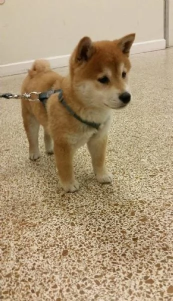Shiba Inu  | Foto 0
