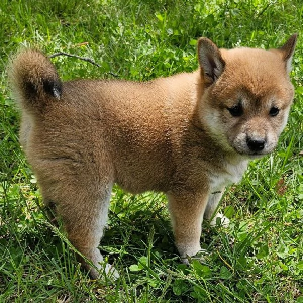 Shiba Inu 