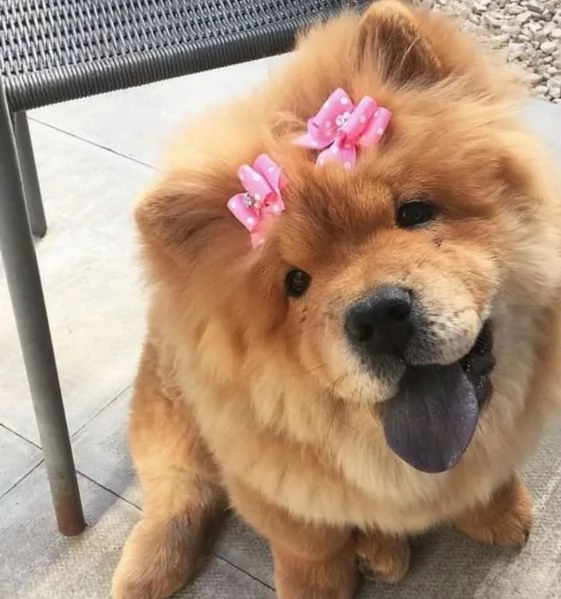Chow chow 
