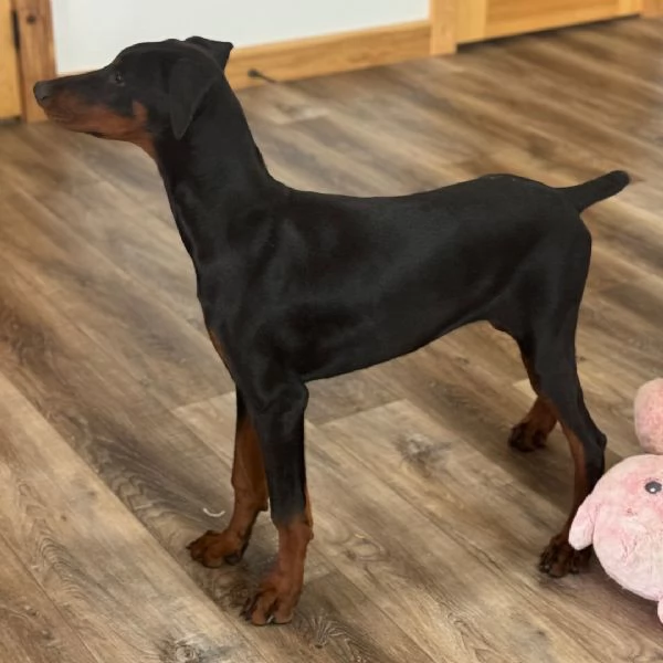 REGALO DOBERMANN 