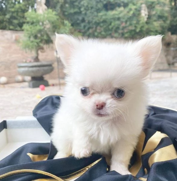 Chihuahuas maschio e femmina disponibili