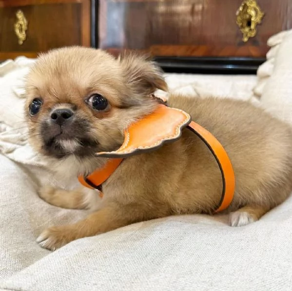 Chihuahuas maschio e femmina disponibili | Foto 3