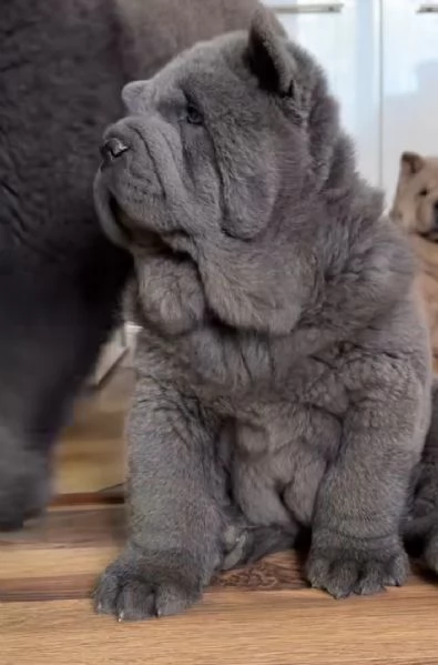 Chow chow 