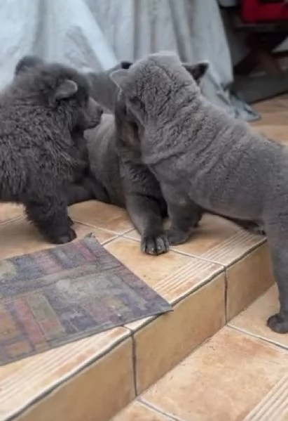 Chow chow  | Foto 2