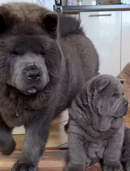 Chow chow  | Foto 1