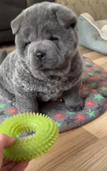 Chow chow  | Foto 0