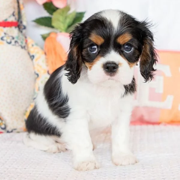 mamma cavalier con bambini disponibili per ladozione | Foto 0