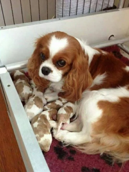 mamma cavalier con bambini disponibili per ladozione