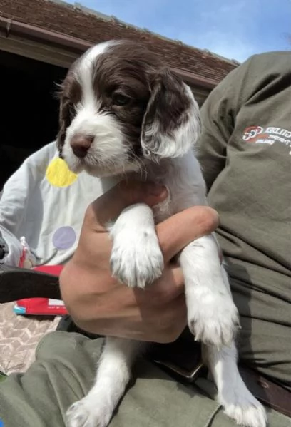 Bellissima maschio e  femminuccia di Cocker spaniel disponibile | Foto 0