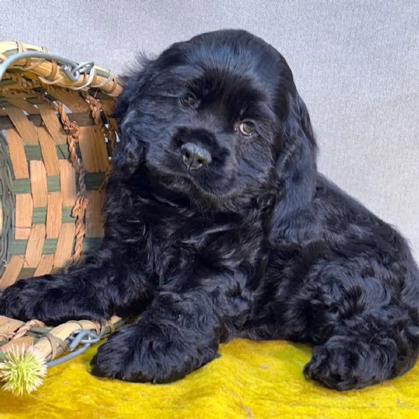 Bellissima maschio e  femminuccia di Cocker spaniel disponibile