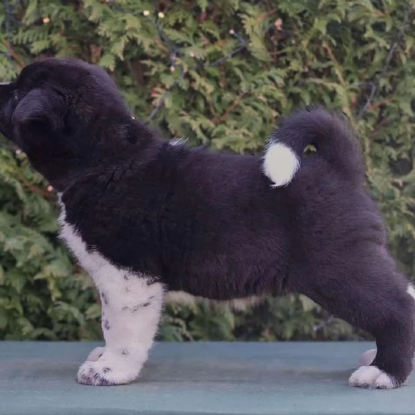 Regalo Cucciolo di Akita Americano  | Foto 0