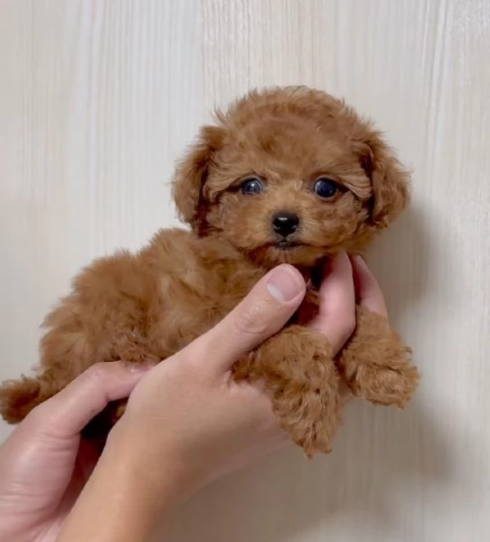  Regalo cucciolo