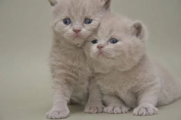 Disponibili cucciolo maschio