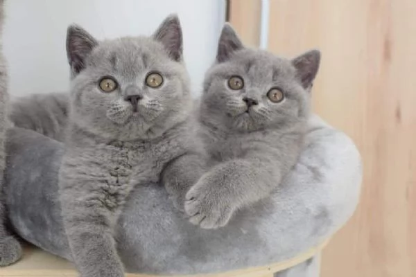 Gattine british shorthair 