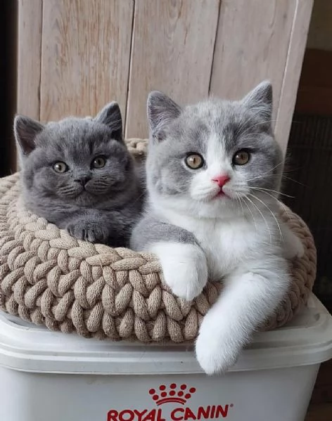 adorabili cuccioli British Shorthair