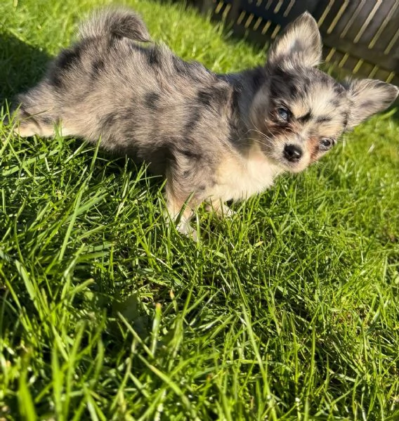 Bellissimi cuccioli di Chihuahua | Foto 1