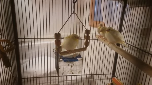 Canarini giallo avorio svezzati  sani e vivaci
