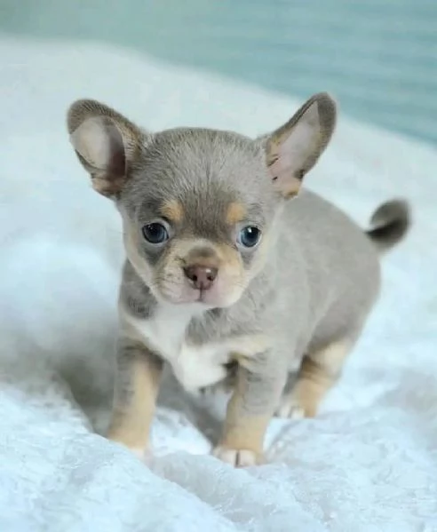Cerchi un chihuahua maschio e femmina cuccioli di toy o mini toy 