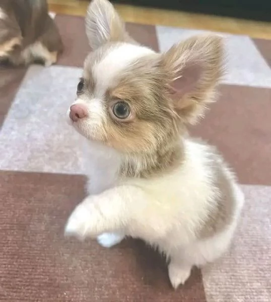 Cerchi un chihuahua maschio e femmina cuccioli di toy o mini toy  | Foto 4