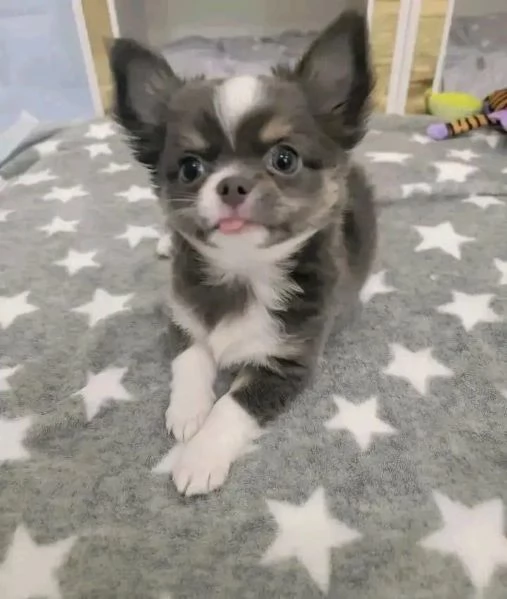 Cerchi un chihuahua maschio e femmina cuccioli di toy o mini toy  | Foto 3