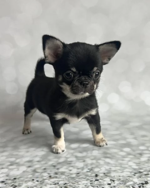 Cerchi un chihuahua maschio e femmina cuccioli di toy o mini toy  | Foto 2