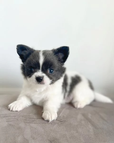 Cerchi un chihuahua maschio e femmina cuccioli di toy o mini toy  | Foto 1