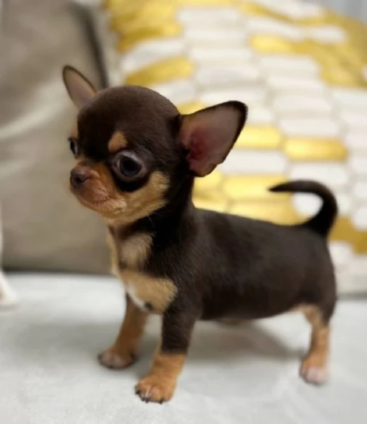 Cerchi un chihuahua maschio e femmina cuccioli di toy o mini toy  | Foto 0