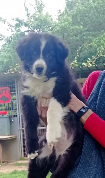 Cucciolo border collie con pedigree  | Foto 2