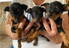 Bellissimi cuccioli di pinscher | Foto 0