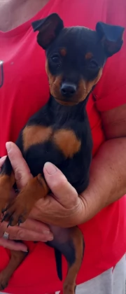 Bellissimi cuccioli di pinscher