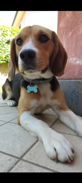 Vendo  | Foto 5