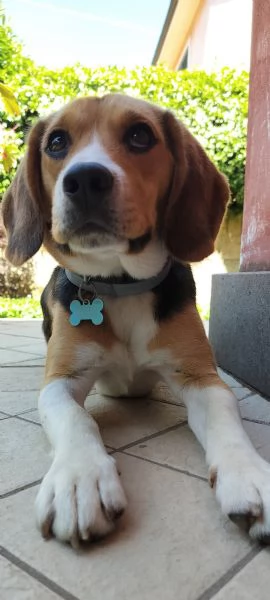 Vendo  | Foto 0