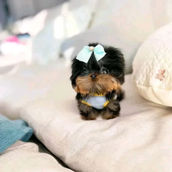 Ciao a tutti Ho cuccioli di Yorkshire maschi e femmine disponibili per la vendita